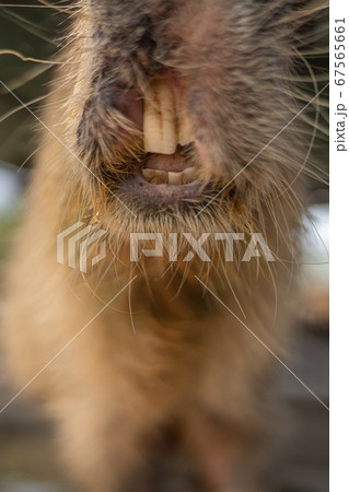 マザー牧場 カピバラ 67565661