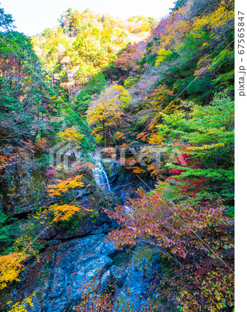 みたらい渓谷の紅葉 67565847