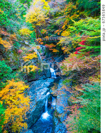 みたらい渓谷の紅葉 67565849