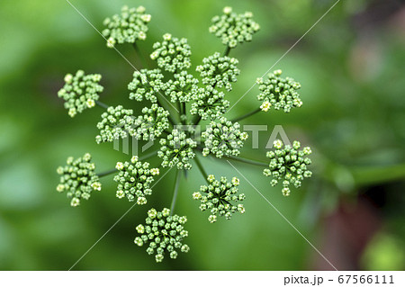 パセリの花の写真素材