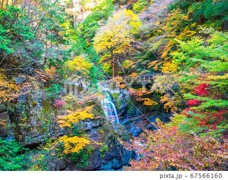 みたらい渓谷の紅葉 みたらい渓谷の紅葉 67566160