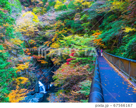 みたらい渓谷の紅葉 67566167