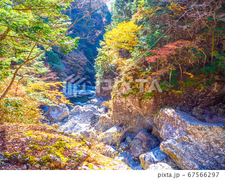 みたらい渓谷の紅葉 みたらい渓谷の紅葉 67566297