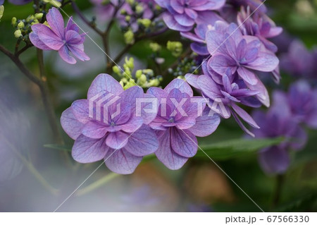 茨城県潮来市二本松寺あじさいの杜に咲くアジサイの花　 67566330