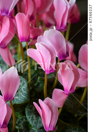 シクラメンの花 シクラメンの花 67566337