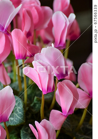 シクラメンの花 シクラメンの花 67566339