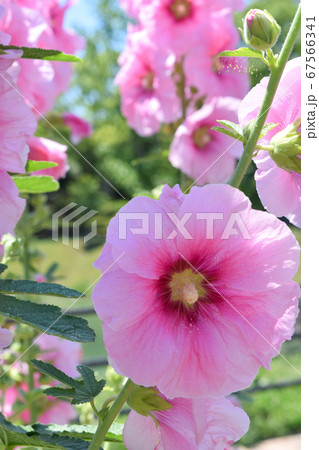 立ち葵 立ち葵 67566341