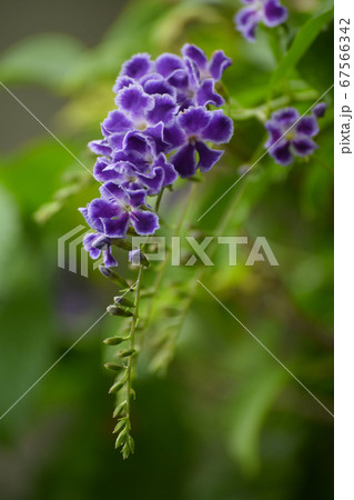 デュランタの花 デュランタの花 67566342