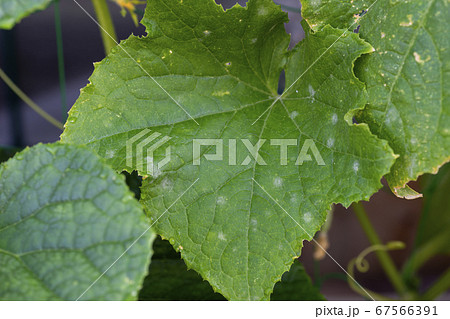 きゅうりのうどんこ病 67566391