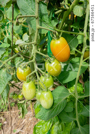 家庭菜園におけるトマトの栽培、トマトの実 67566451