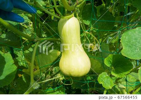 家庭菜園におけるバターナッツカボチャの栽培、カボチャの実 家庭菜園におけるバターナッツカボチャの栽培、カボチャの実 67566455