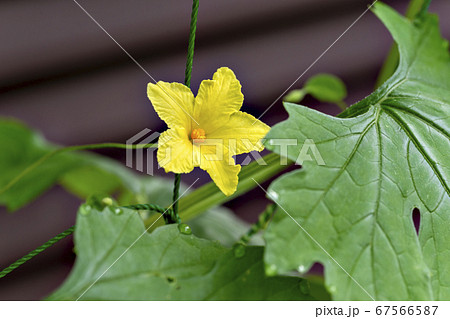 ゴーヤ ニガウリ の花の写真素材