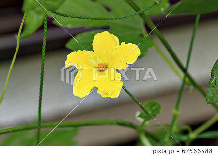 ゴーヤ(ニガウリ)の花 ゴーヤ(ニガウリ)の花 67566588