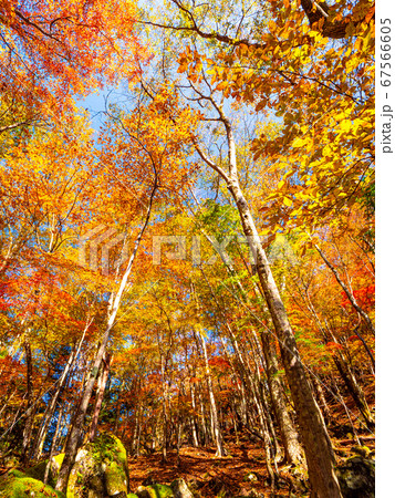 みたらい渓谷の紅葉 67566605