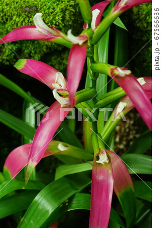 熱帯植物 小花の写真素材