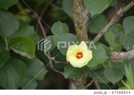 はまぼう 67566654