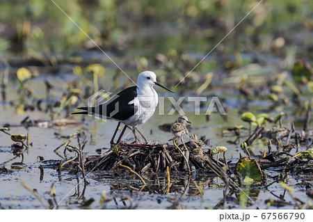 セイタカシギの親子 67566790