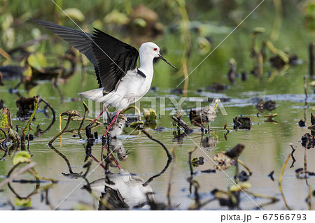 セイタカシギの親子 67566793