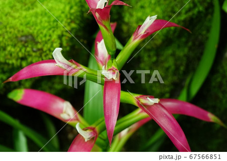 熱帯植物　赤色包　02 67566851