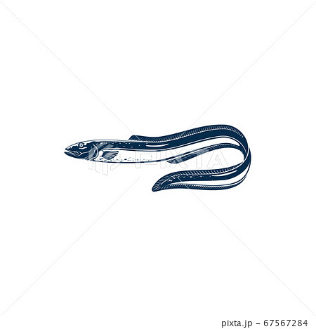 Electric eel isolated eel-shape underwater fish 67567284