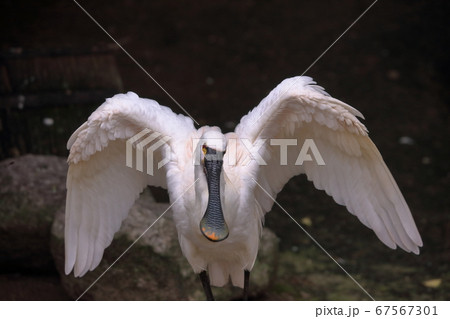 動物園の鳥類 動物園の鳥類 67567301