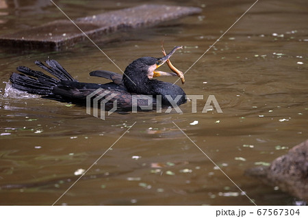 動物園の鳥類 67567304