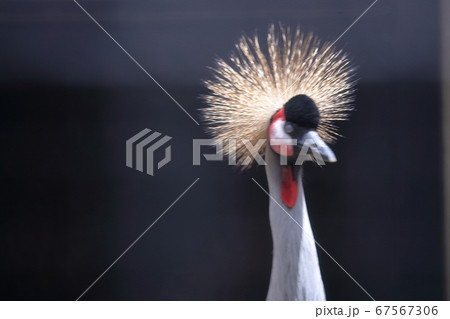 動物園の鳥類 動物園の鳥類 67567306