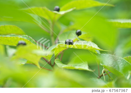 葉の中央部に育つハナイカダの実 67567367