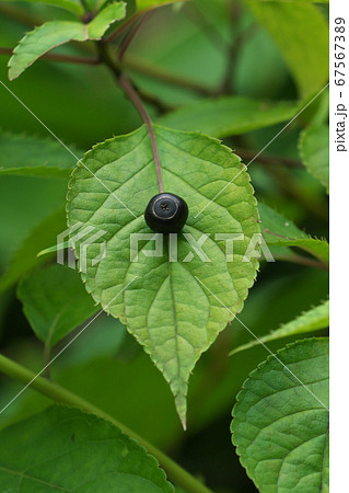 葉の中央部に育つハナイカダの実 67567389