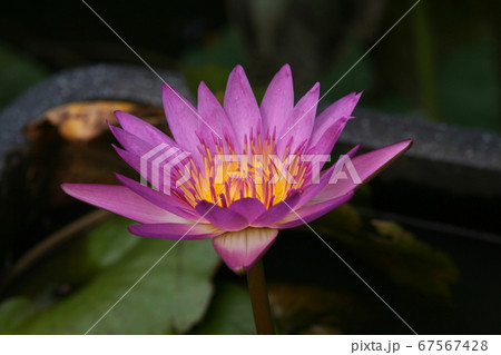 花 フラワー お花 67567428