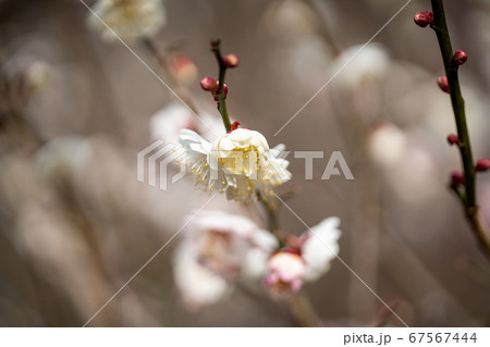 満開の梅 白花 満開の梅 白花 67567444