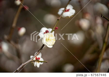 満開の梅 白花 満開の梅 白花 67567446