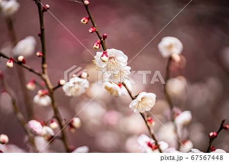 満開の梅 白花 満開の梅 白花 67567448