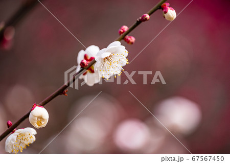 満開の梅 白花 満開の梅 白花 67567450