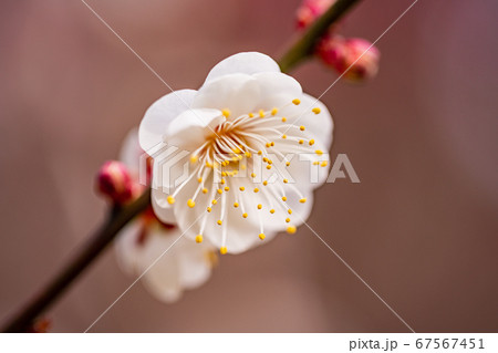 満開の梅　白花　マクロ 67567451
