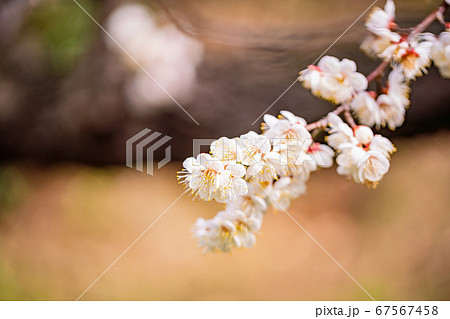 満開の梅 白花 満開の梅 白花 67567458