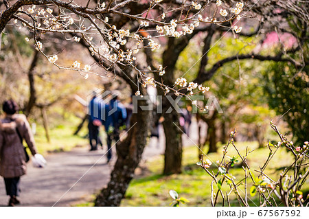 （静岡県）熱海梅園梅まつり　散策する観光客 67567592