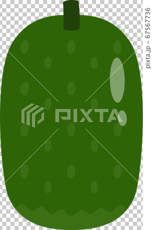 Winter melon illustration 67567736