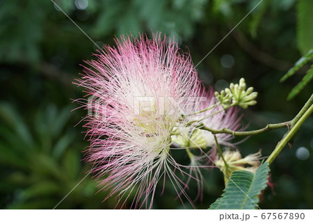 茨城県潮来市の梅雨空に咲くねむの木の花 67567890