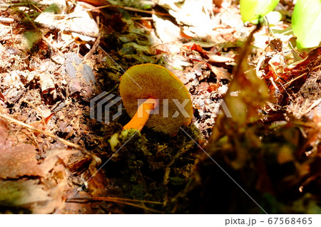 ハナガサイグチ ハナガサイグチ 67568465