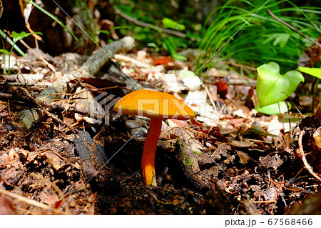 ハナガサイグチ 67568466