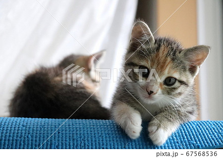 首を傾げて人間観察をする子猫の写真素材