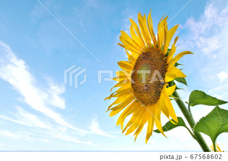 ひまわり 67568602