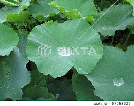 水滴の貯まった蓮の葉 67568625