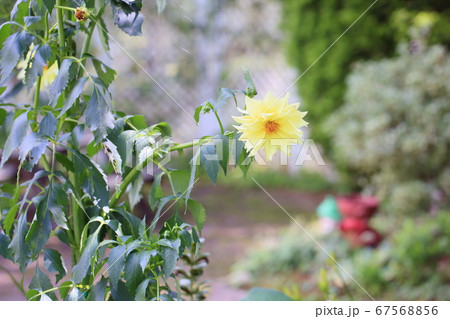 ダリアの花 67568856