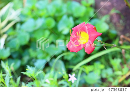 ヘメロカリスの花 67568857