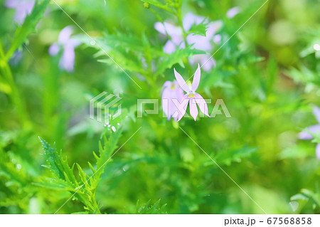 イソトマの花 67568858