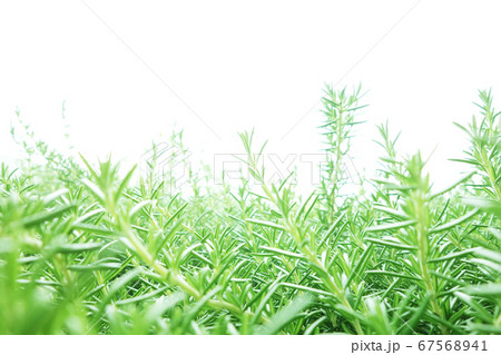 ローズマリー　野草　野生　ハーブ 67568941