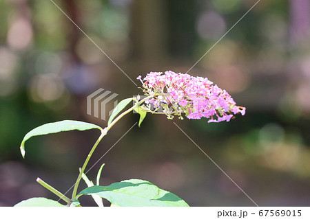 ブッドレアの花 67569015