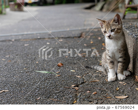 路上で座るキジトラの子猫 67569024
